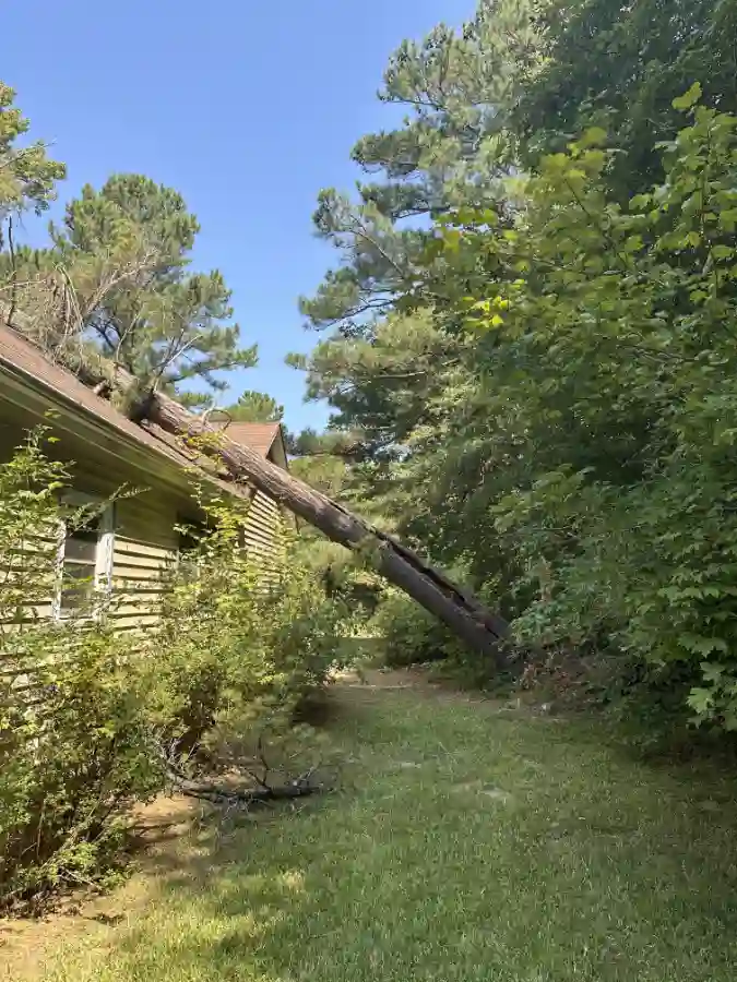 Emergency Tree Services Photo