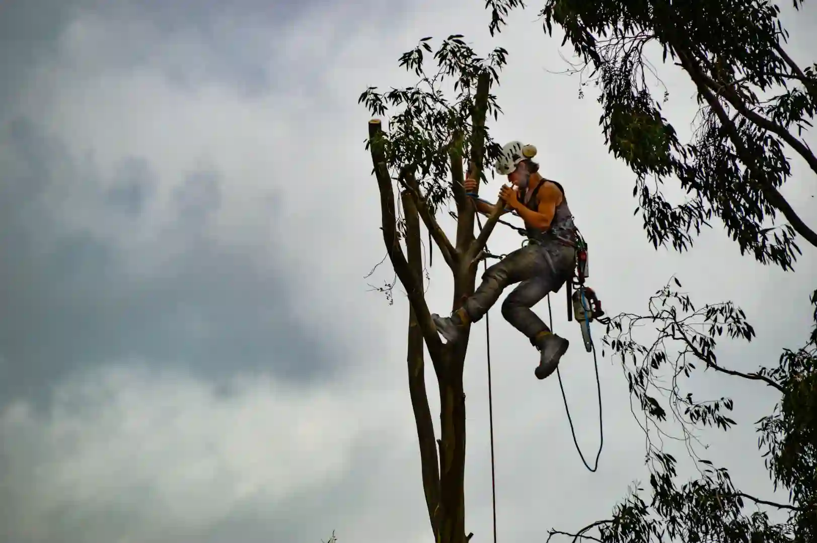 Tree Trimming-Pruning Photo